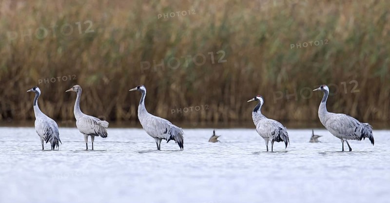 Flock of common cranes