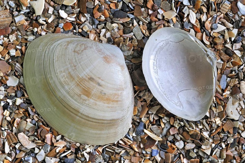 Rayed trough shells