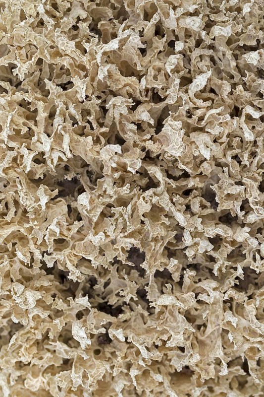 Iceland moss