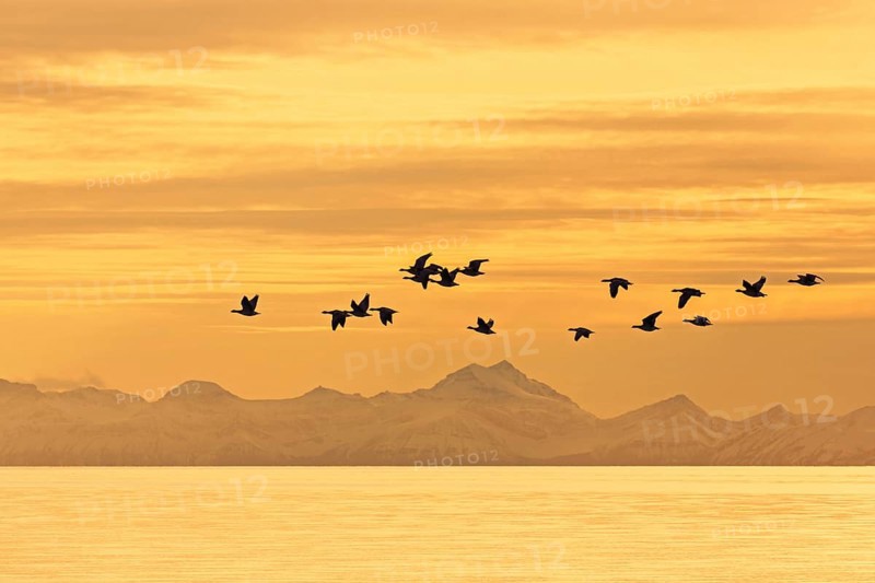 Barnacle geese