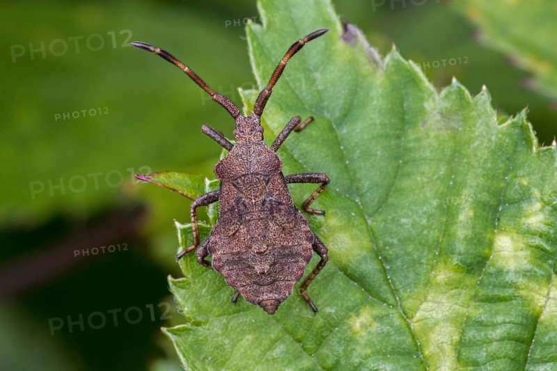 Dock bug