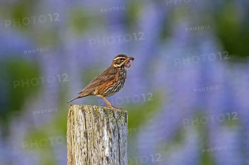 Redwing