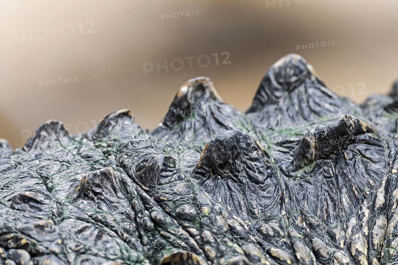 American alligator