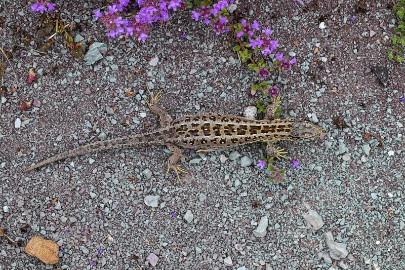 Sand lizard