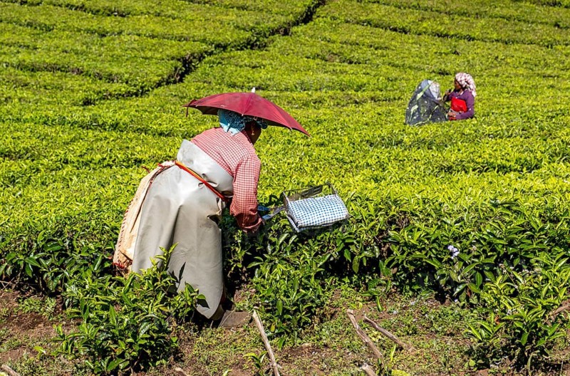 Tea pickers