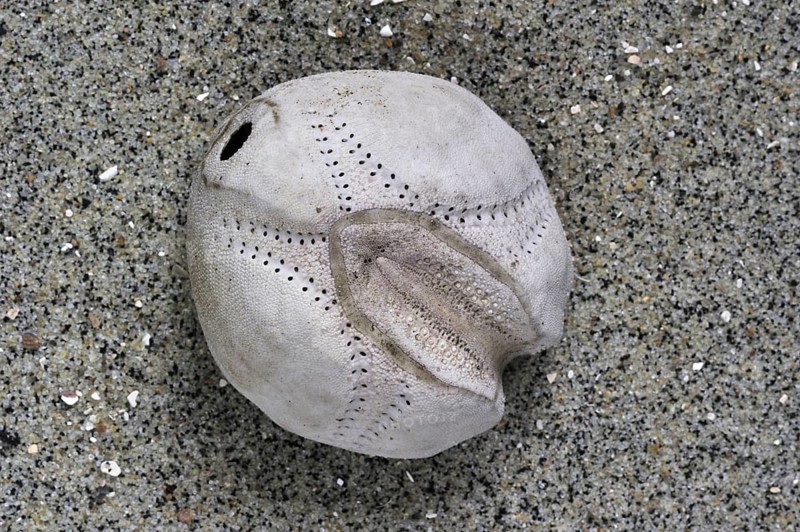 Sea potato