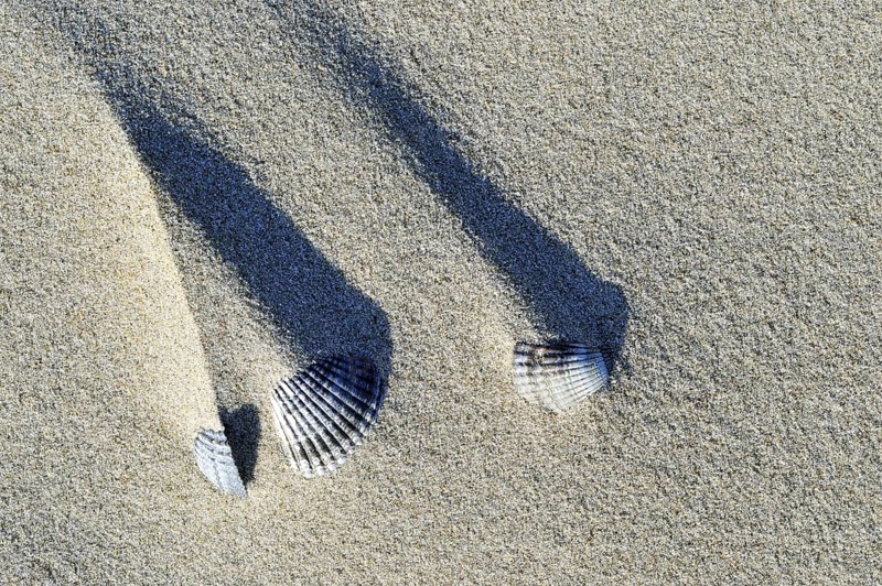 Shadows of sand ridges behind cockle shells