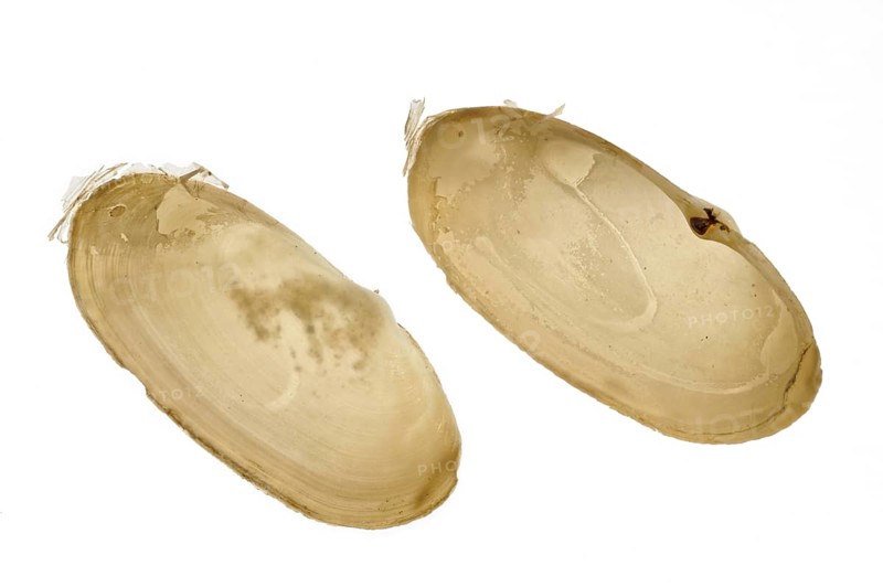 Common otter shell