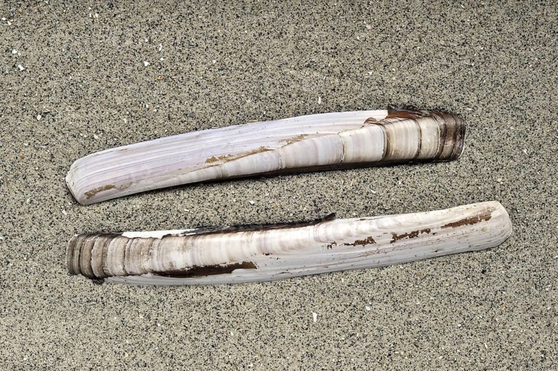 Razor shell