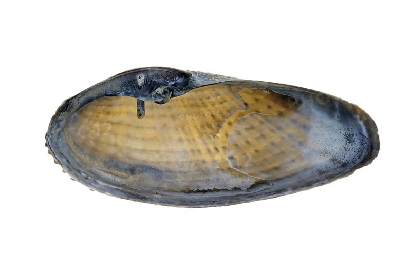 White piddock