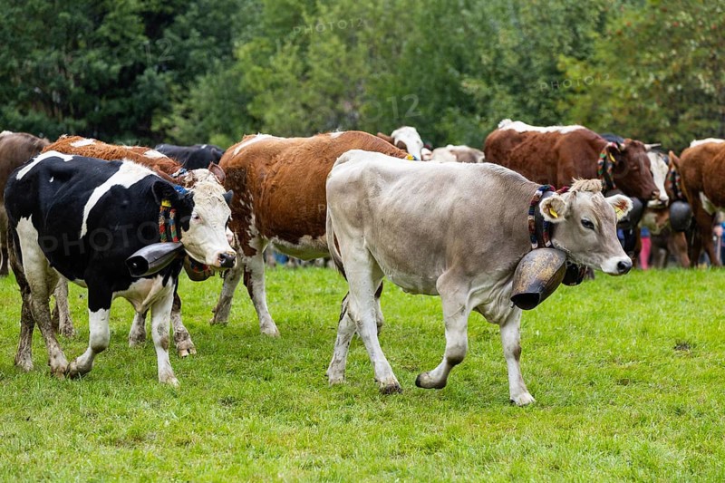 Alpine cattle with cowbells