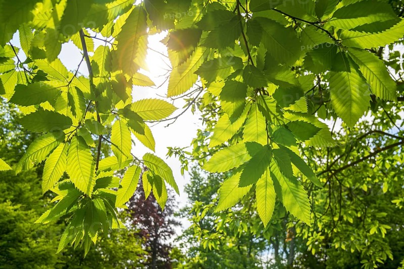 Sweet chestnut