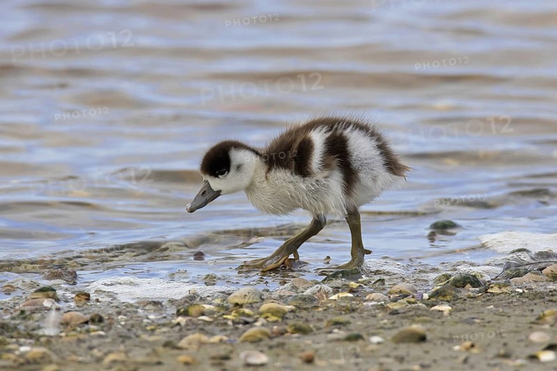 Common shelduck