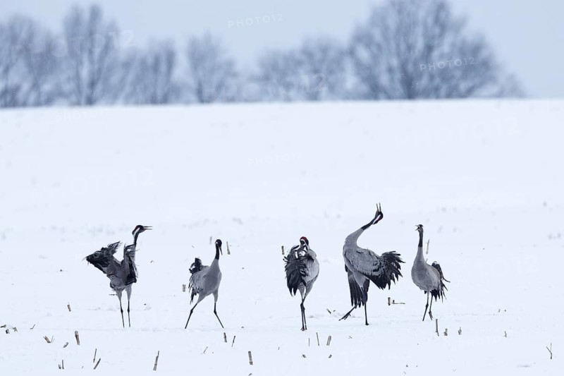 Crane