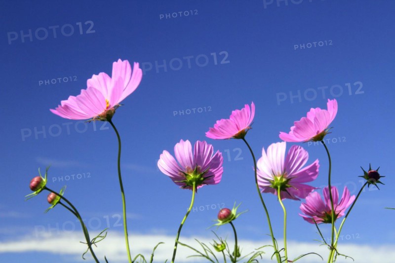 Cosmos