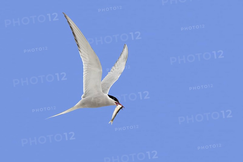 Arctic tern