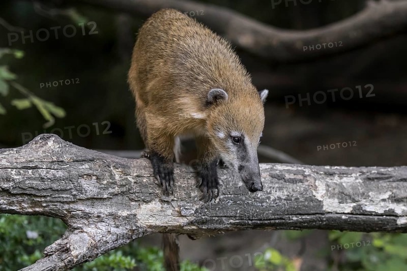 South American coati