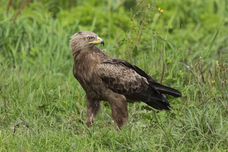 Lesser spotted eagle