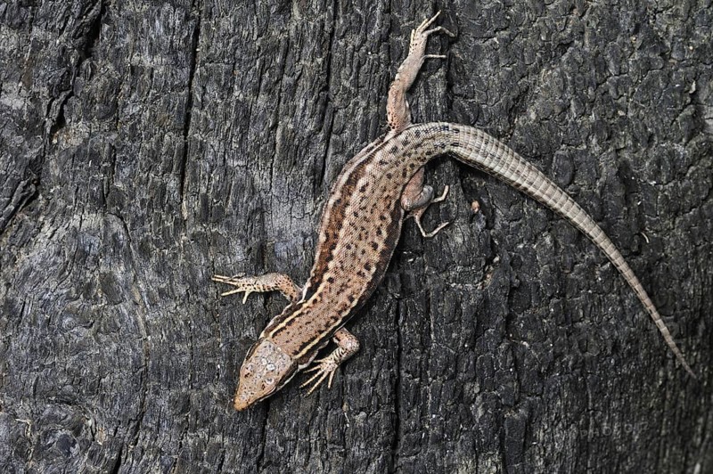 Common wall lizard