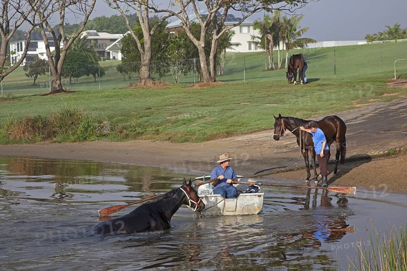 Trainer in rowboat takes race horse for an early morning swim in the Clarence River