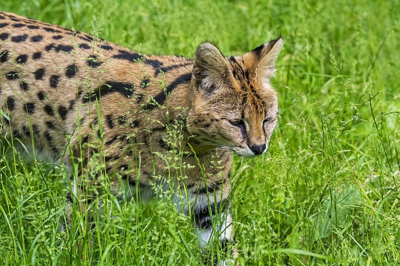 Serval