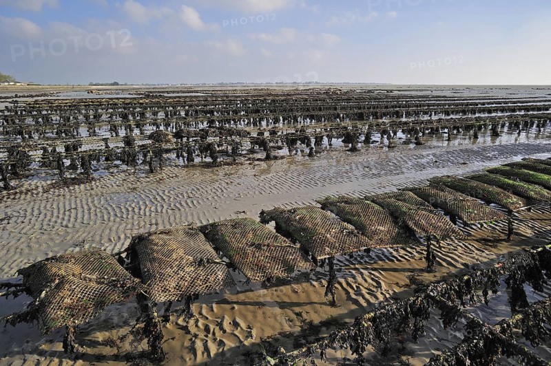Bags of cultivated oysters