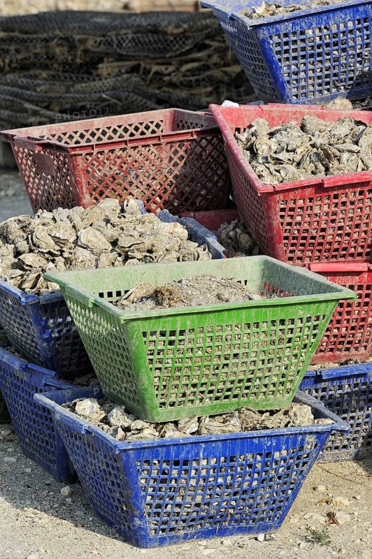 Plastic baskets with oysters of oyster farm at la Baudissiere near Dolus