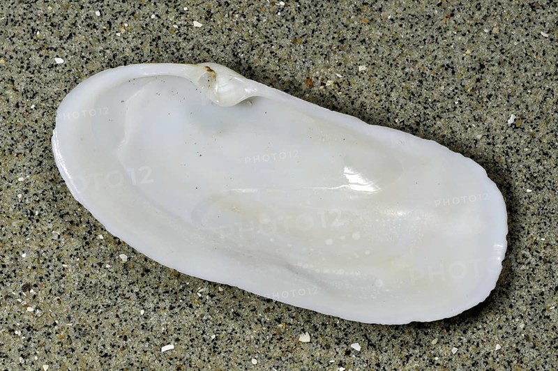 Narrow otter clam