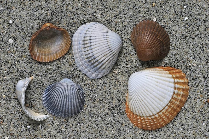 Common cockles