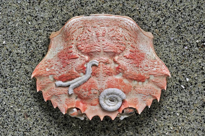 Encrusters of a serpulid worm