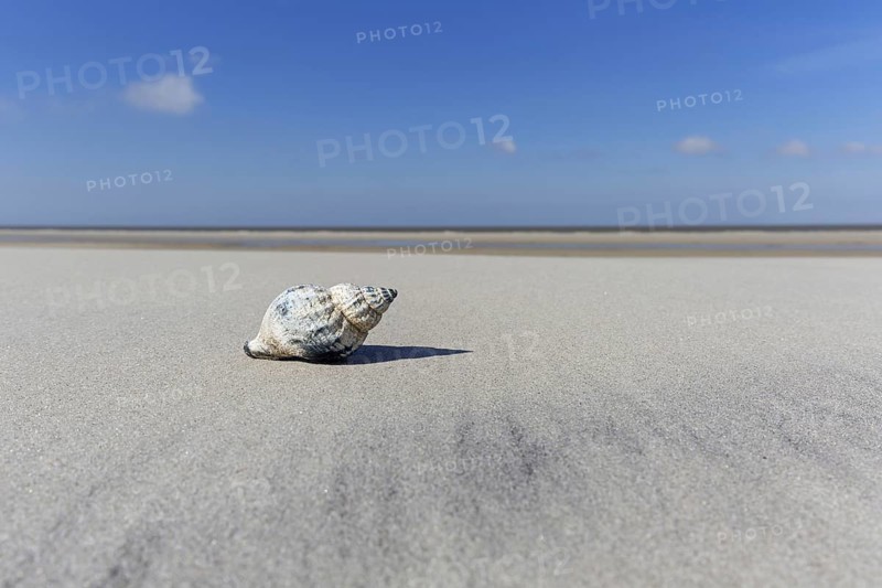 Common whelk