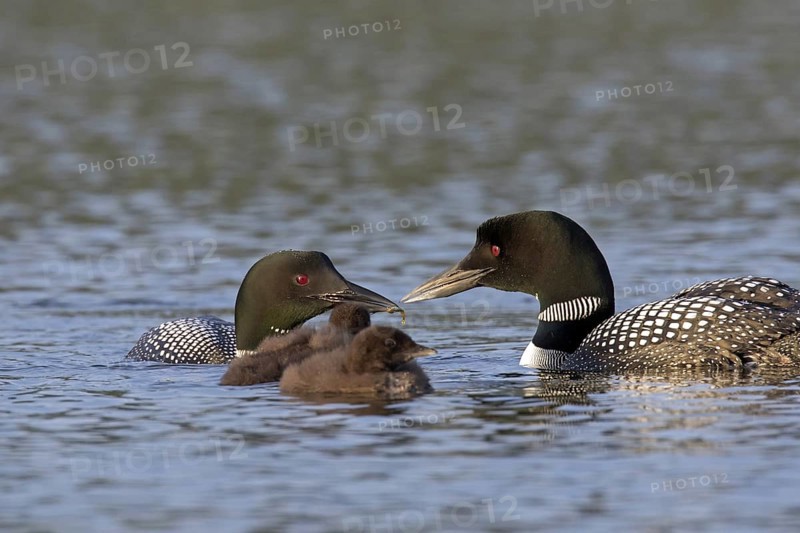 Common loon