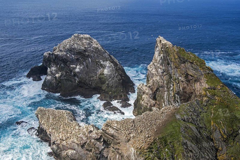 Northern gannet
