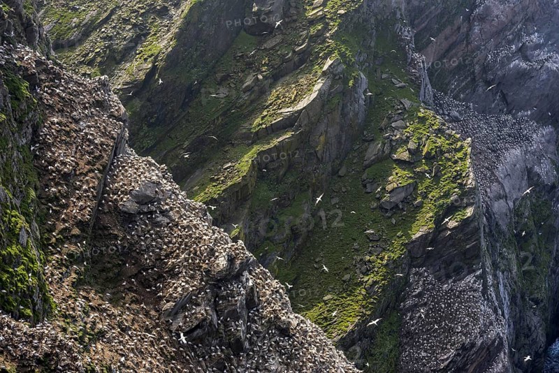 Spectacular coastline with Northern gannet