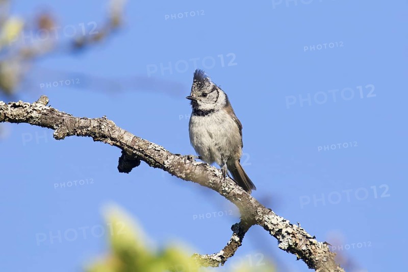 European crested tit