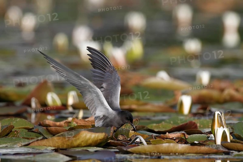 Black Tern