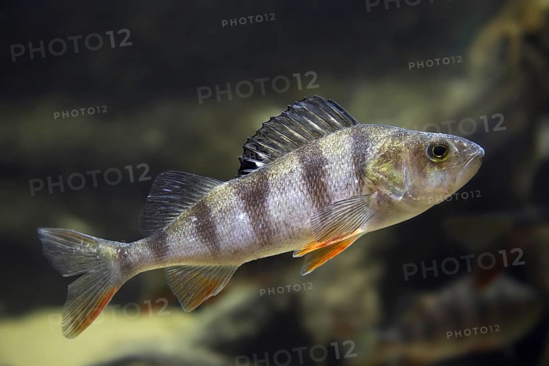 Common perch