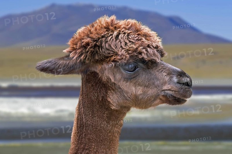 Alpaca