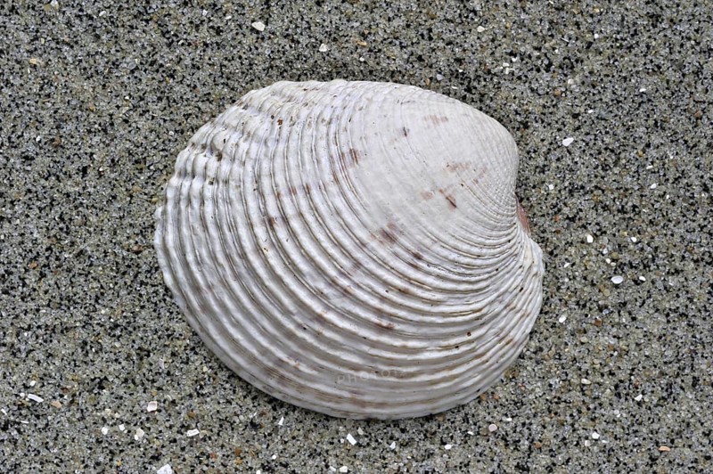 Warty venus