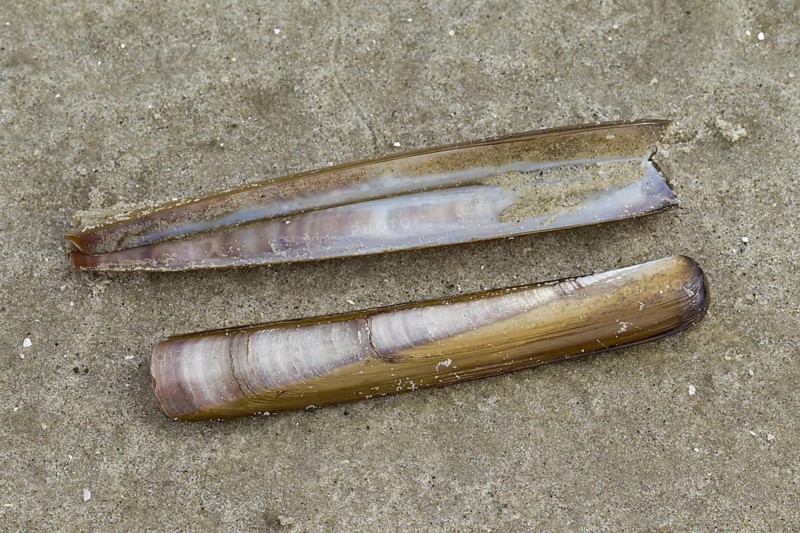 Atlantic jackknife clam