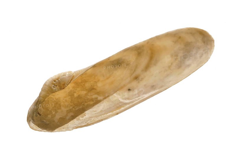 Common piddock