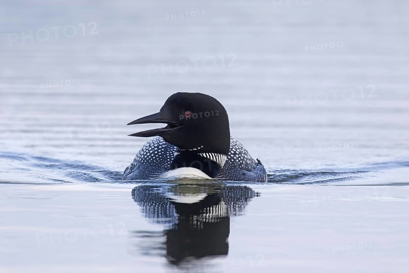 Common loon