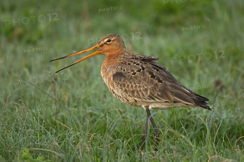 Black-tailed godwit