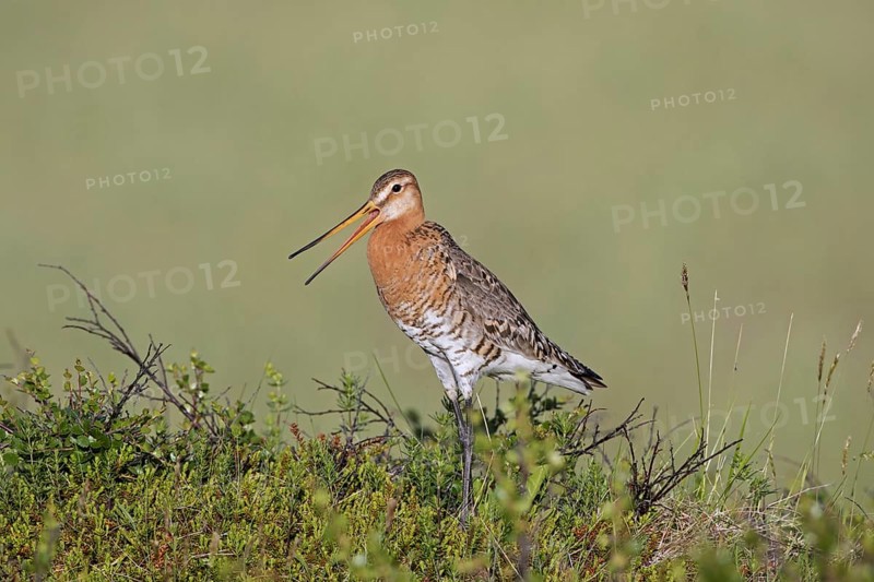 Black-tailed godwit