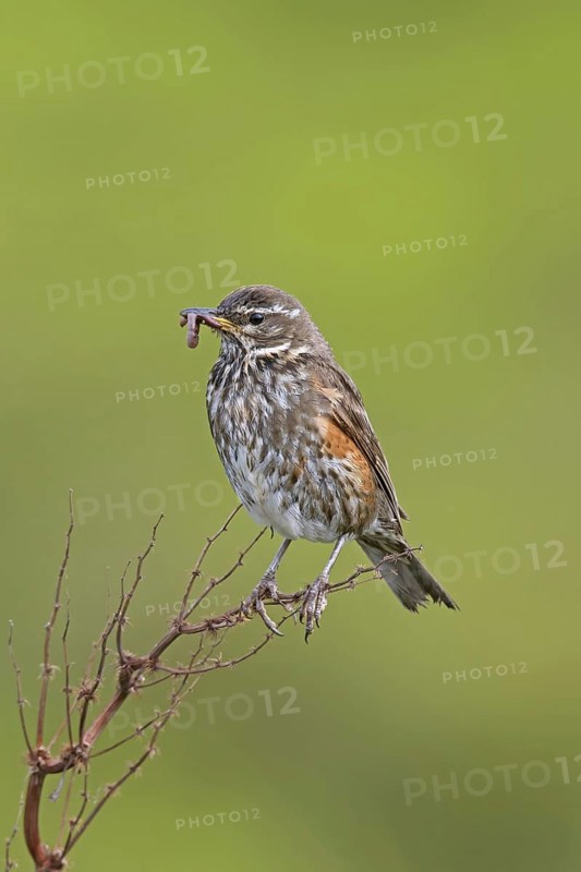 Redwing