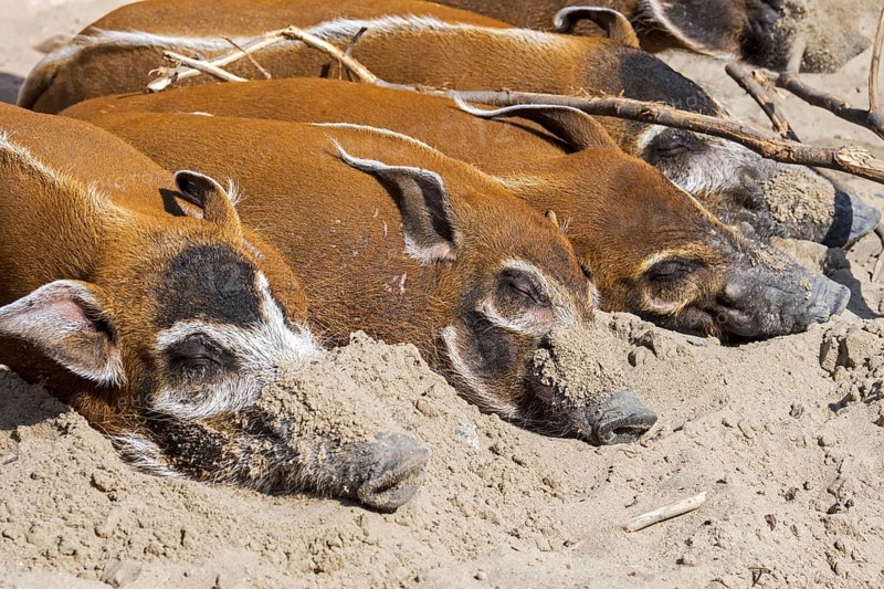Close up of red river hogs
