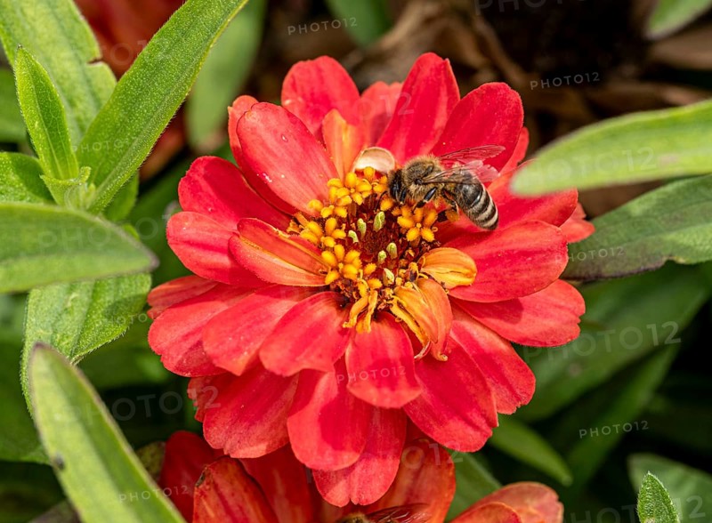 Bee