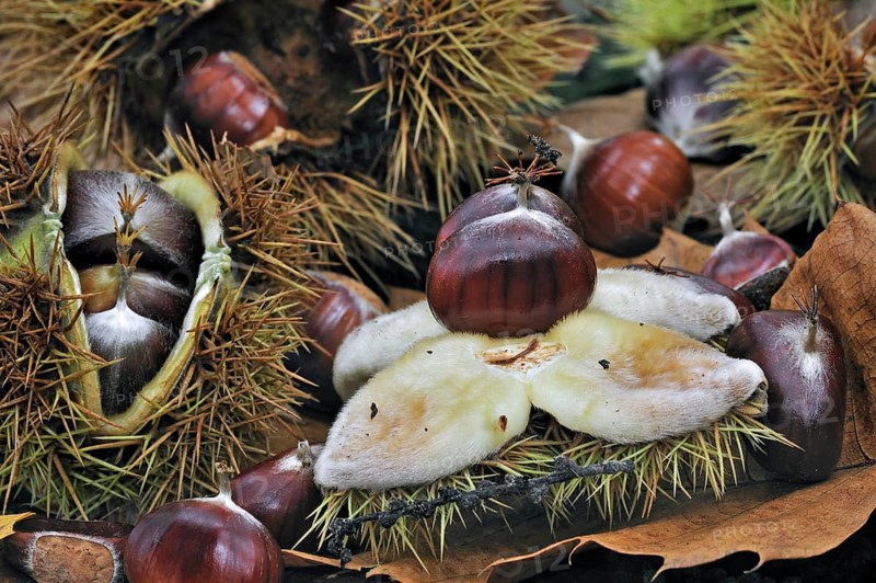 Spiny cupules and chestnuts of the sweet chestnut