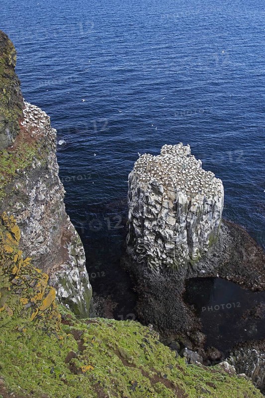 Northern gannets