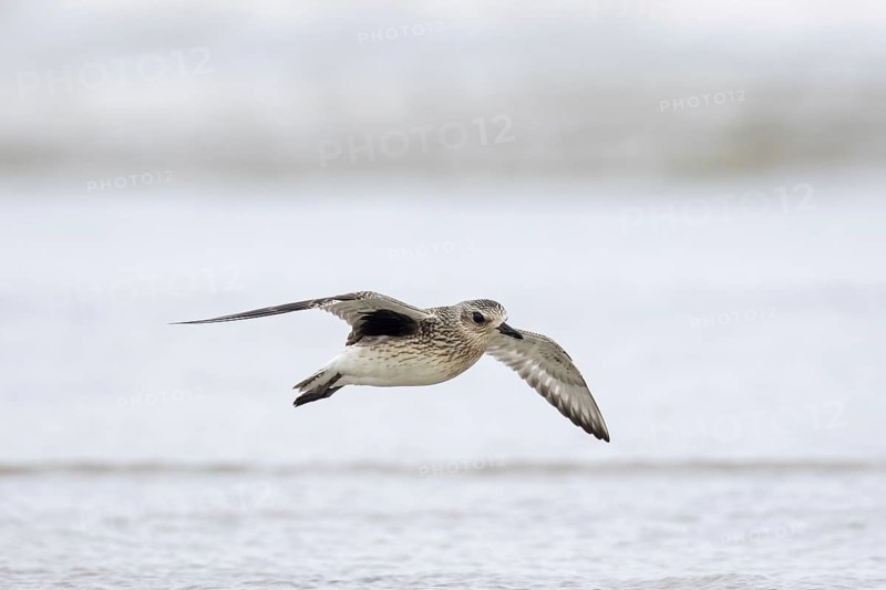 Grey plover